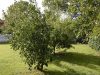Obstbäume